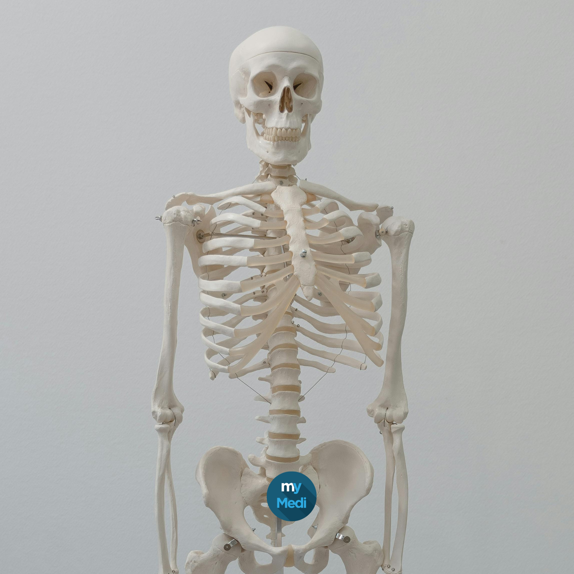 Squelettes et posters Anatomiques pour ostéopathes