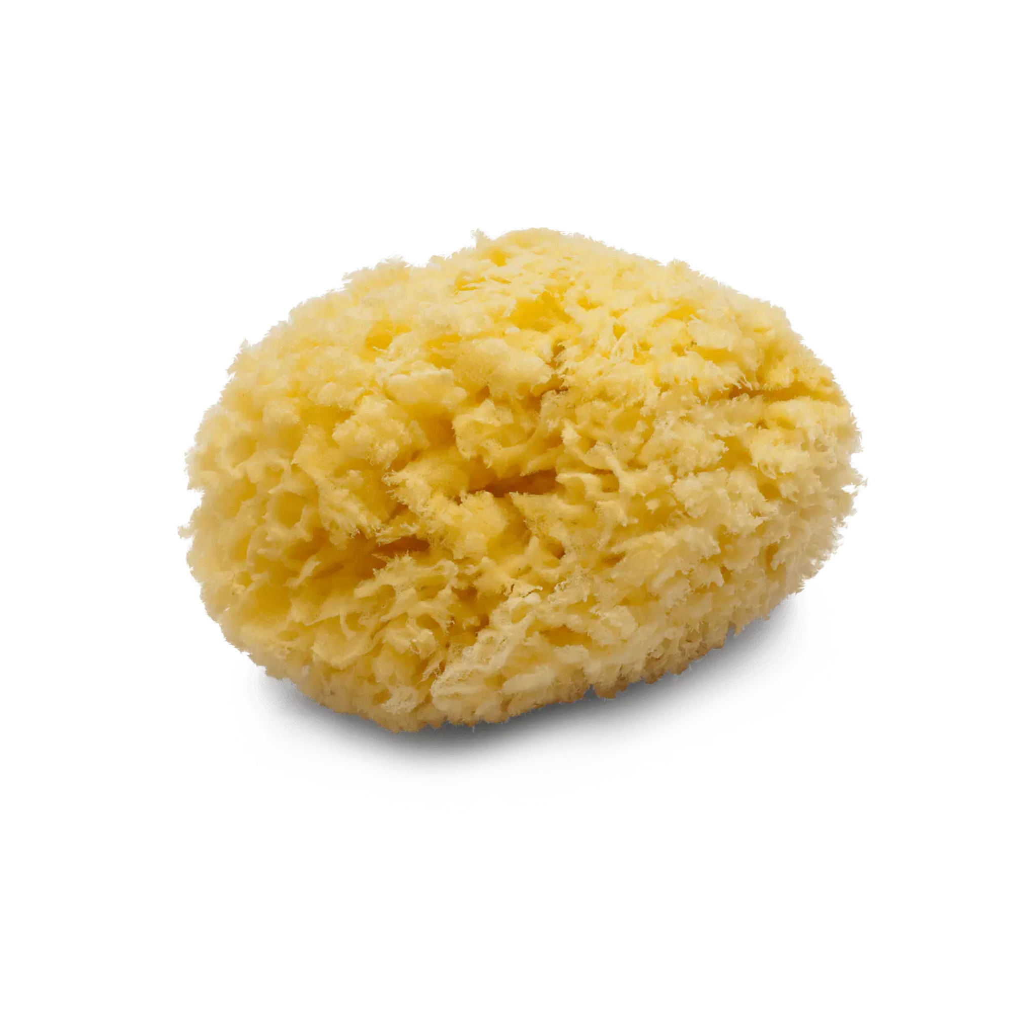 Eponge naturelle - Peclavus