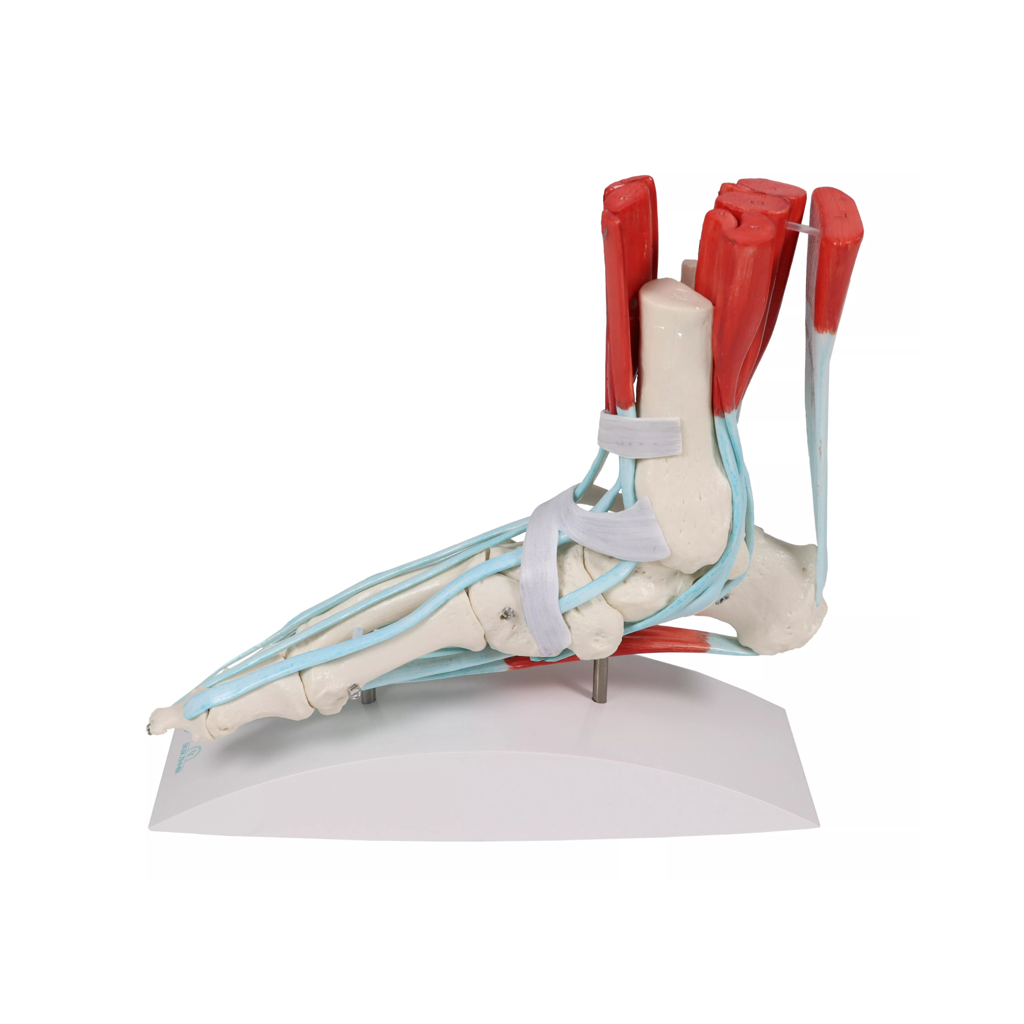 Squelette du pied avec ligaments et muscles - My Médical
